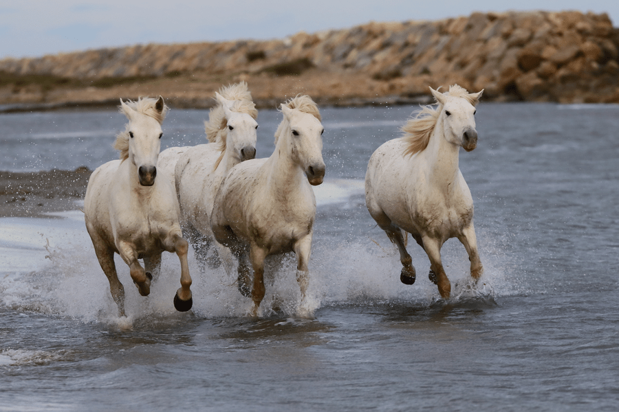 camargue chevaux photo