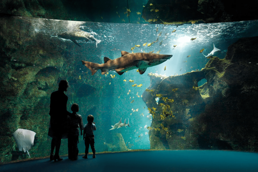 la rochelle aquarium interieur bassin belle photo