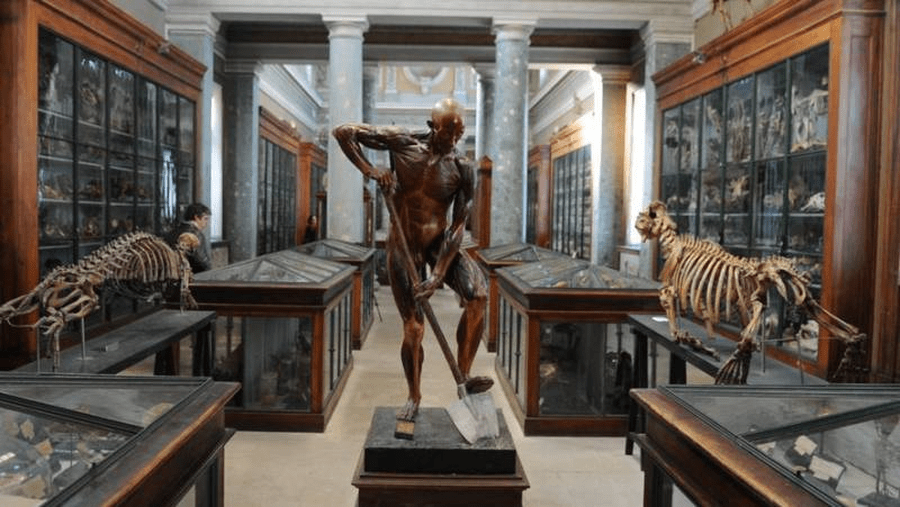 musee anatomie montpellier interieur photo